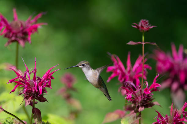 istock A Ruby-throated hummingbird hovers while feeding on Bee Balm Flowers 1018914766