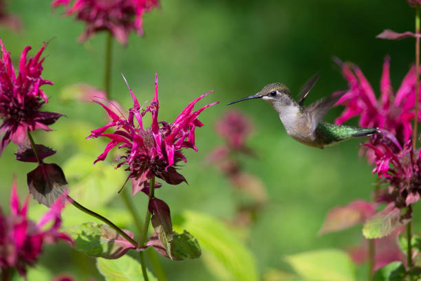 A Ruby-throated hummingbird hovers while feeding on Bee Balm Flowers