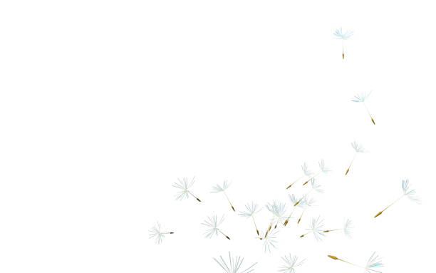 tarassaco. primo piano di spore di tarassaco che soffiano via, sfondo cielo blu, rendering 3d, illustrazione 3d - dandelion water flower abstract foto e immagini stock