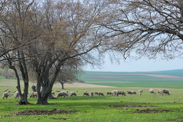 istock Flock of sheep in spring time in romania 1018922796