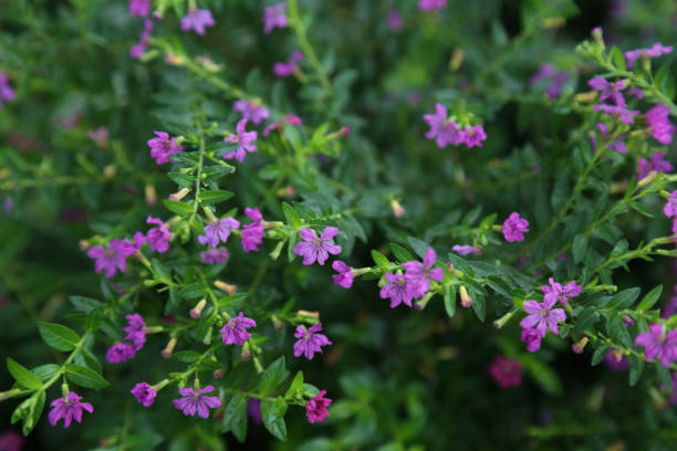 istock pink flower in the garden 1018928650