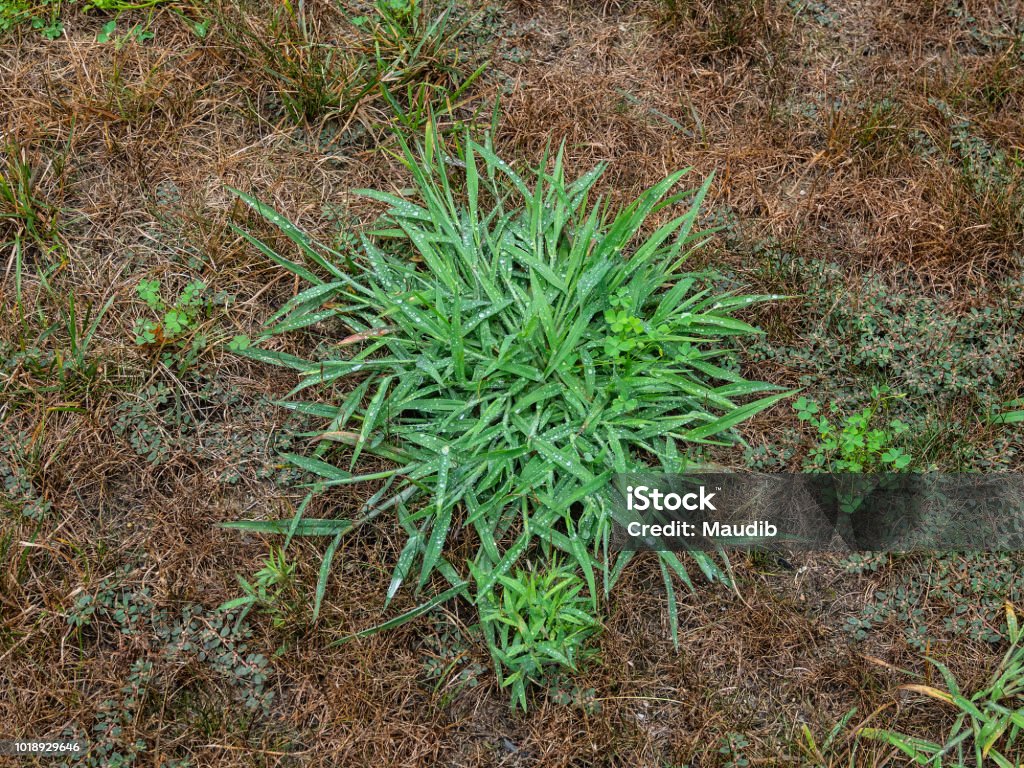 House front lawn with crab grass and clover weeds Unkempt garden yard with crab grass and clover weeds Uncultivated Stock Photo
