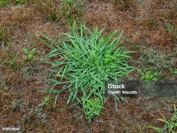 House Front Lawn With Crab Grass And Clover Weeds Stock Photo - Download Image Now - Uncultivated, Yard - Grounds, Grass