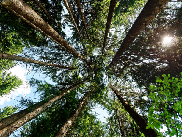 istock forest or wood upward sunlight 1018929826