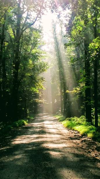 istock Sun light streaming through tree along a gravel road 1018936424