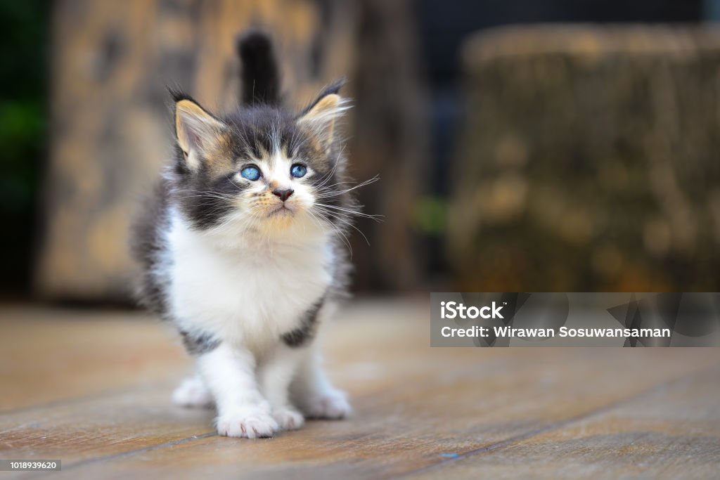 Anak Kucing Kecil Hitam Dan Putih Yang Menggemaskan Duduk Dan Melihat