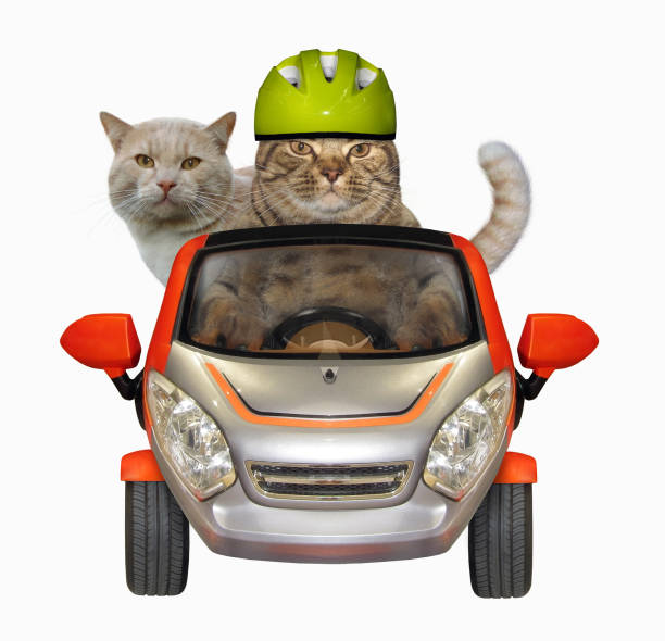 istock Cat drives his friend by car 1018939798