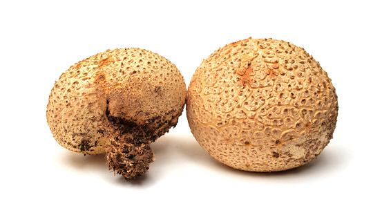 Scleroderma citrinum, commonly known as the common earthball or pigskin poison puffball\