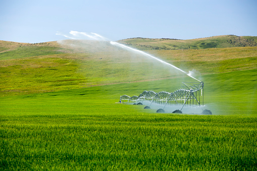 Center pivot irrigation equipment watering a field near Cowley, Alberta, Canada.