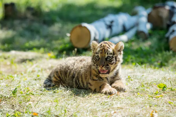 Photo of Little cub tiger in the wild on the grass cute and funny