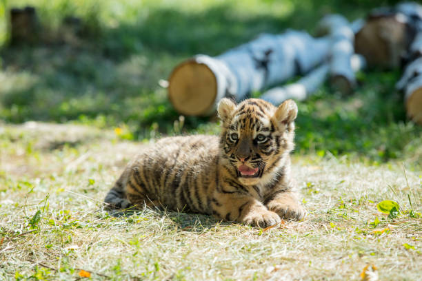 mały tygrys cub na wolności na trawie słodkie i zabawne - tiger animal sumatran tiger endangered species zdjęcia i obrazy z banku zdjęć