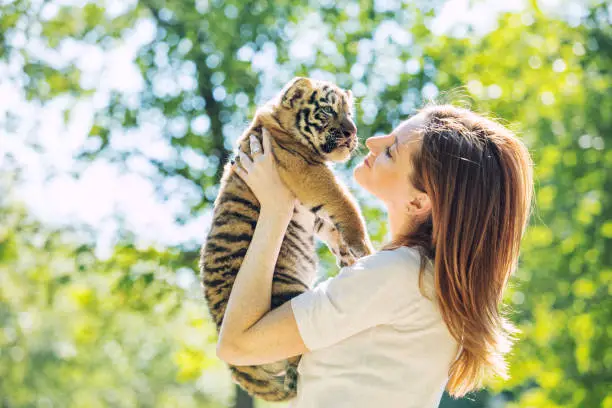 Photo of Little baby tiger cub with a woman who takes care of and hugs him in her arms