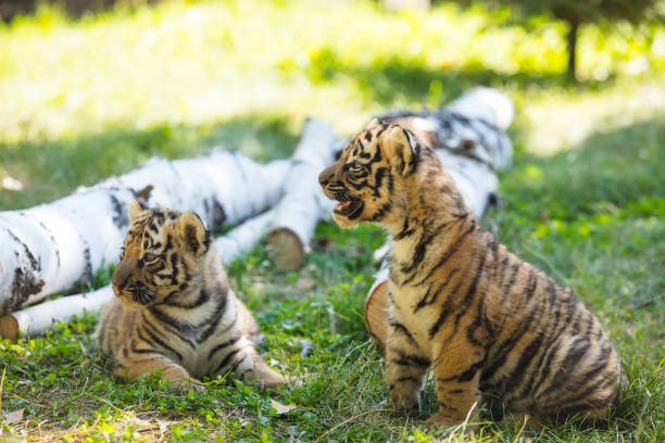 małe młode na wolności na trawie są słodkie i zabawne - tiger animal sumatran tiger endangered species zdjęcia i obrazy z banku zdjęć