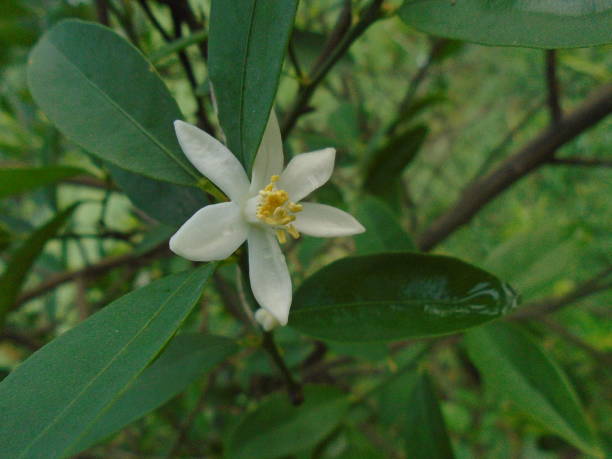 istock hite flower green live 1018956150