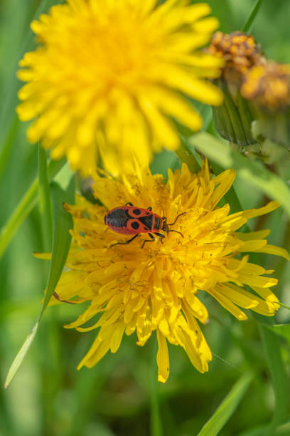 istock Fire-colored beetle (Pyrrhocoridea) on the blossom of a buttercup. 1018958968
