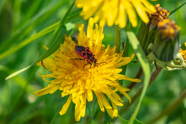 istock Fire-colored beetle (Pyrrhocoridea) on the blossom of a buttercup. 1018959042