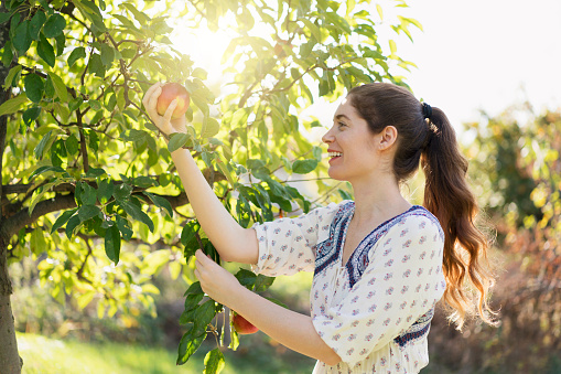 Woman picking ripe plums from tree in basket. Summer autumn season, plum harvest, organic farm, orchard, natural healthy food, delicious fruits concept