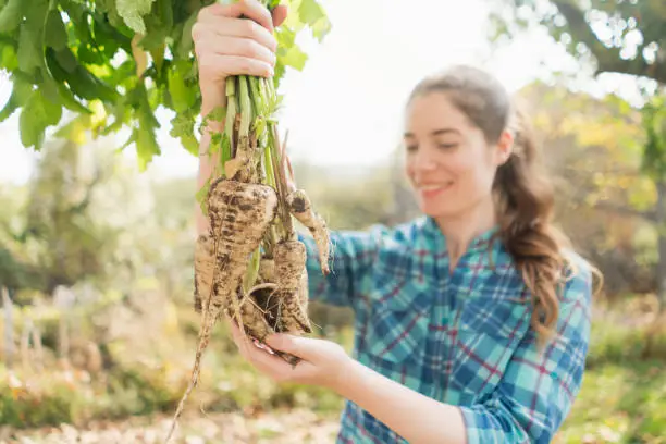 Young woman picking parsnip from her vegetable garden.
