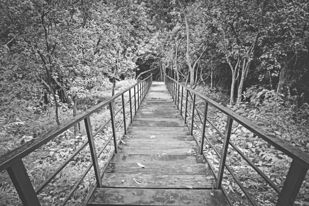 Black and white Downstairs in Nature forest at autumn fall brown tree leaf background
