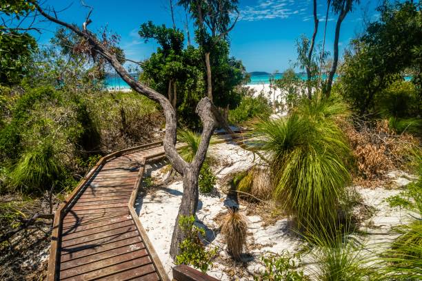 Path to heaven, whitehaven beach in Queensland, Australia stock photo