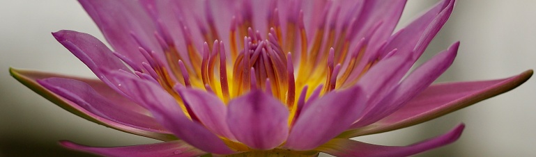 Abstract, wide crop of pink and yellow water lily.\nOLYMPUS DIGITAL CAMERA