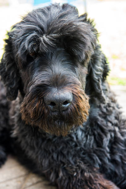 istock funny black Russian terrier dog is on the grass 1018966556