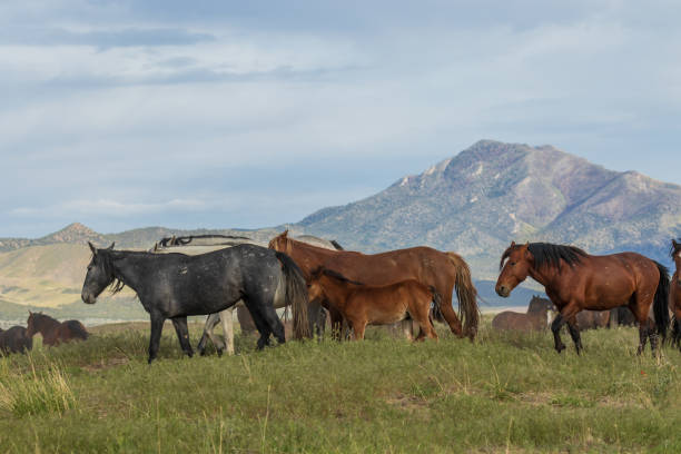 istock Wild Horses in the Utah Desert 1018967030