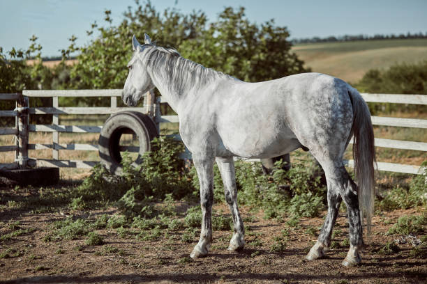 istock Thoroughbred horse in a pen outdoors and 1018969272