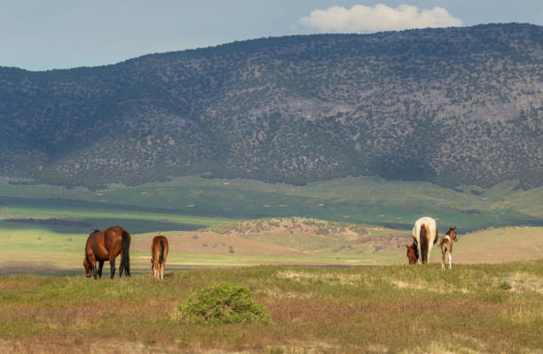 istock Wild Horses in the Utah Desert 1018969906