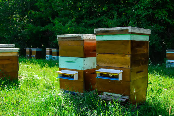 istock Hives of bees in the apiary. Apiculture. 1018975656