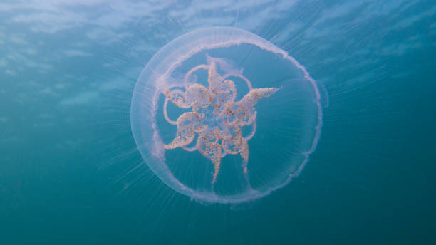 Moon jellyfish, Aurelia aurita,  underwater stock photo