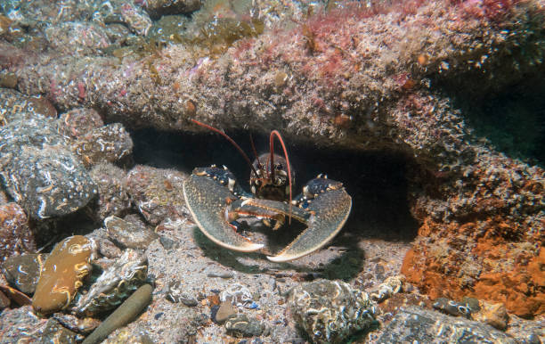 A European common lobster, Homarus gammarus stock photo