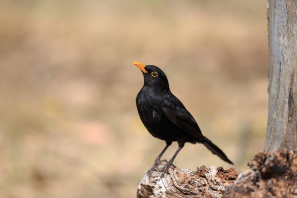 istock The common blackbird or Eurasian blackbird 1018979812