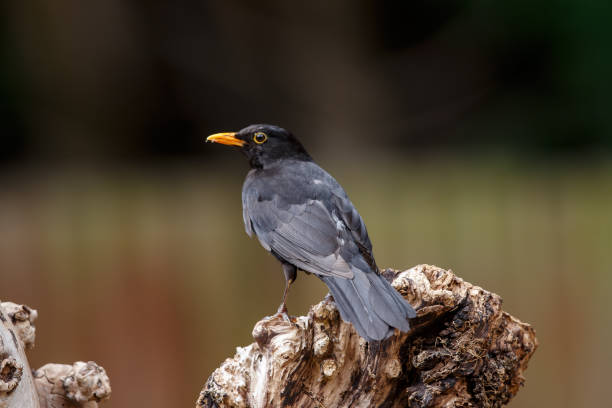 istock The common blackbird or Eurasian blackbird 1018979842