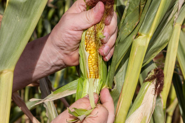 istock Man inspects dry corn plant in the field 1018979882