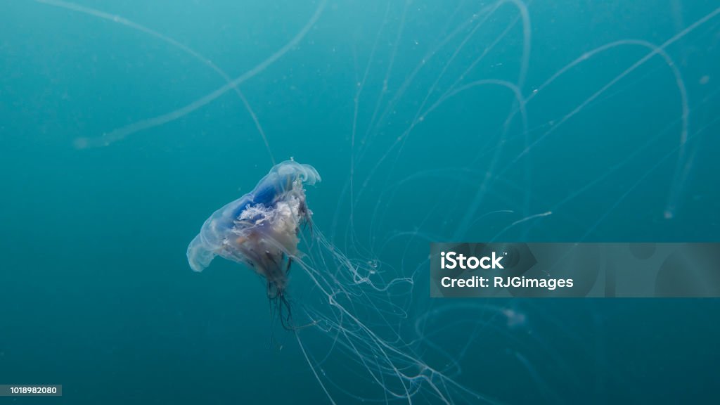 A single Cyanea lamarckii in the Atlantic Ocean The tentacles of a Cyanea lamarckii jellyfish float in a tangle Blue Stock Photo