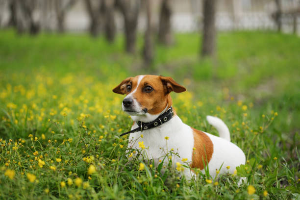 istock Jack russell terrier dog walking outdoors. Springtime. 1018982100