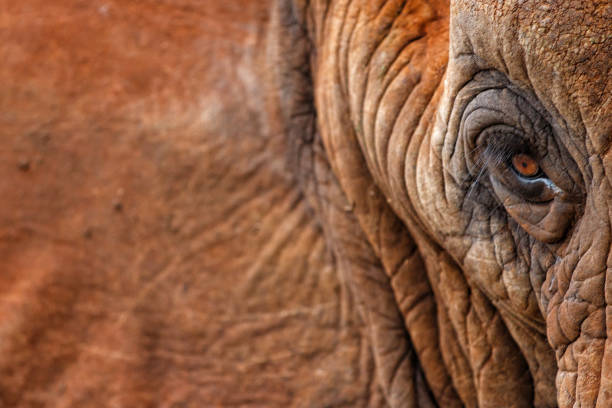 istock Elephant bull in South Africa 1018987770