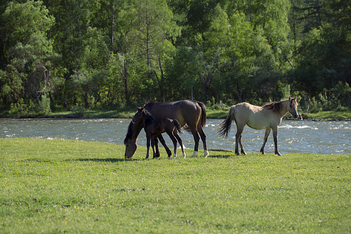 Horses and foal graze in the meadow by the river