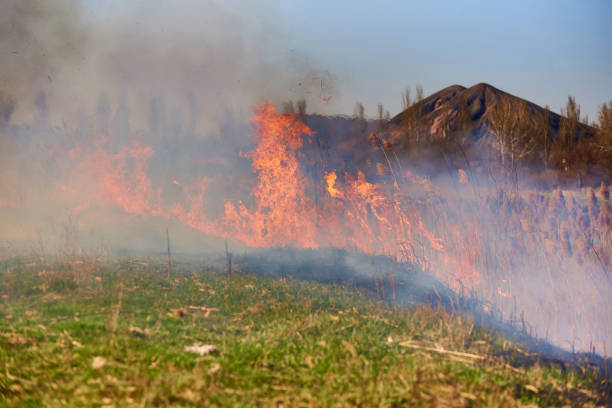istock Spontaneous uncontrolled spread of fire in the reeds. 1018991840