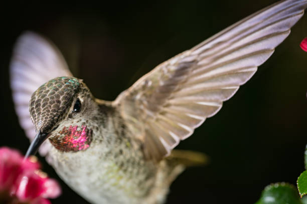 istock Hummingbird close up shot with dark background 1018991932