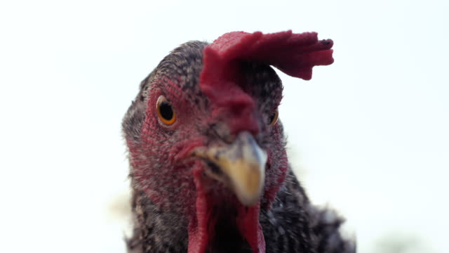 Free Funny chicken videos Stock Video Footage 64459 Free Downloads