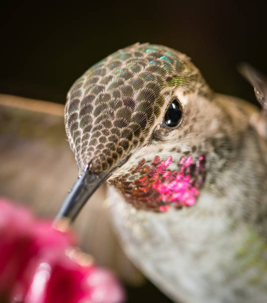 istock Hummingbird head shot with pink reflective feathers 1018996534