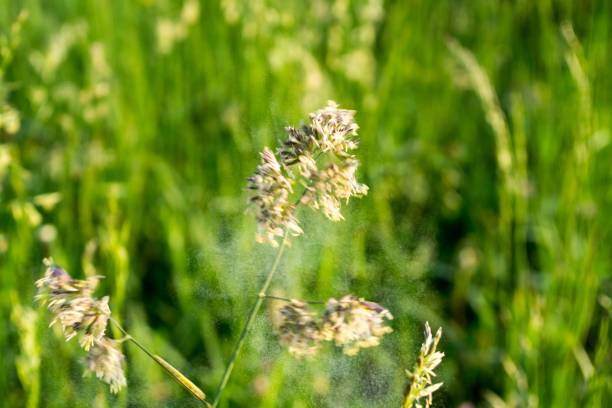 istock Grass on the meadow. 1018996634