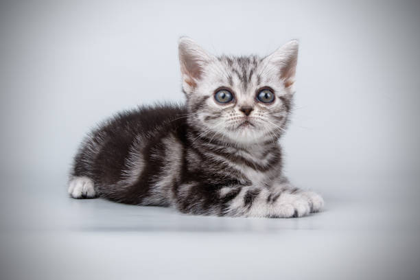 istock American shorthair cat on colored backgrounds 1018997034
