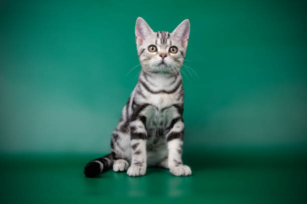 istock American shorthair cat on colored backgrounds 1018997096