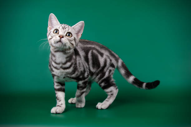 istock American shorthair cat on colored backgrounds 1018997106