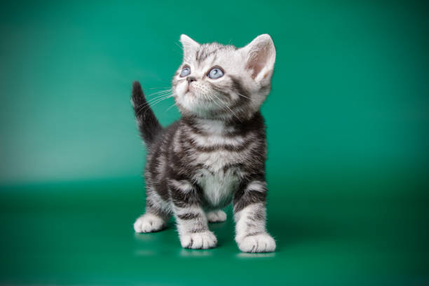 istock American shorthair cat on colored backgrounds 1018997108