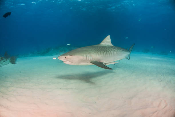istock Tiger shark at Tigerbeach, Bahamas 1018997156