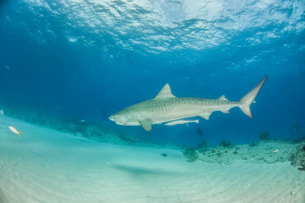 istock Tiger shark at Tigerbeach, Bahamas 1019000206